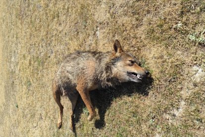 Imágenes del lobo encontrado muerto en Zaratán, Valladolid. - E. M.