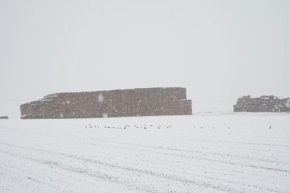 Nieve en la A-62 en el término municipal de Geria.- ICAL