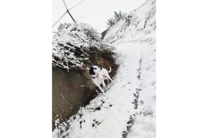Nevada en el municipio de Mucientes.- E. M.