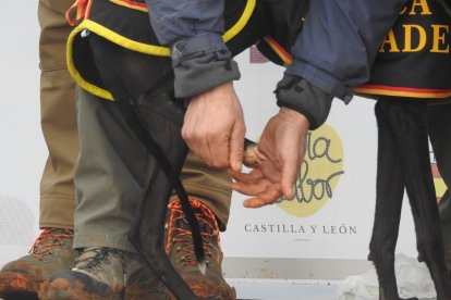 Campeonato de España de galgos en campo. / LDF