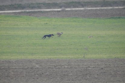Campeonato de España de galgos en campo. / LDF
