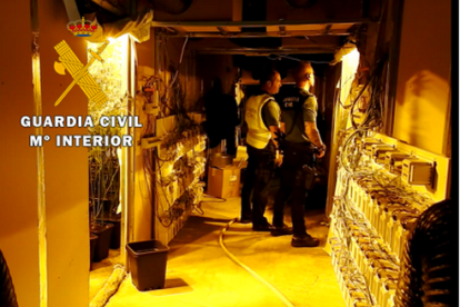 Desmantelada una plantación de marihuana en Valladolid. E.M.