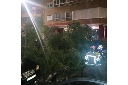 Caída de un árbol contra un vehículo estacionado en la calle Hermanos Cossio de Valladolid.- TWITTER POLICIA VALLADOLID