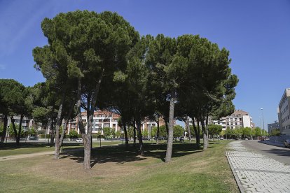 Parque del Pinar de Jalón. J. M. LOSTAU
