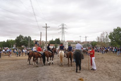 Toro de la Vega en Tordesillas. ICAL