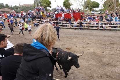 Toro de la Vega en Tordesillas. ICAL