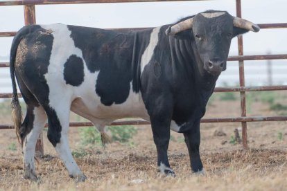 Novillo de Monteviejo. E.M.