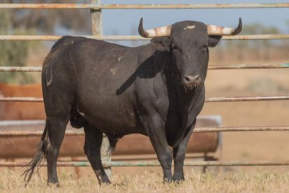Novillo de Monteviejo. E.M.