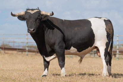 Novillo de Monteviejo. E.M.