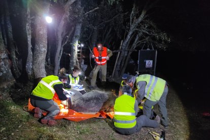 Operativo durante la captura del oso pardo dentro del del Plan de Radiomarcaje de la Junta. - E. M.
