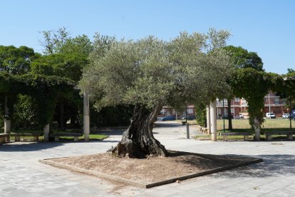 Calle Santiago Alba en la actualidad .-J.M.LOSTAU