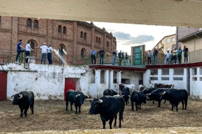 Los novillos de El Collado en Los Corrales en la Feria taurina.- E.M.