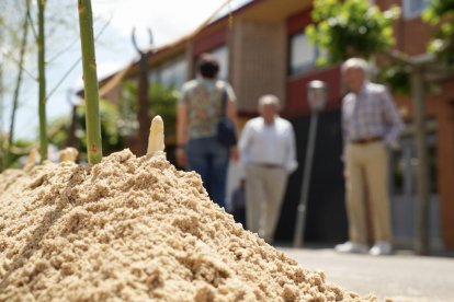 Feria del Espárrago celebrado en Tudela de Duero. PHOTOGENIC