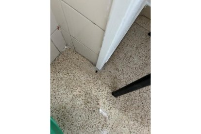 Cucarachas en el suelo del Centro de Especialidades de Arturo Eyries que denuncia Satse Valladolid. -SATSE