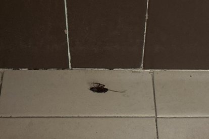 Cucarachas en el suelo del Centro de Especialidades de Arturo Eyries que denuncia Satse Valladolid. -SATSE