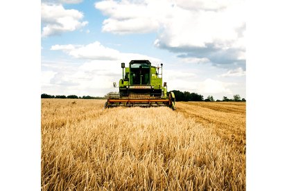 Una cosechadora en plena recogida de cereal en una explotación de centeno. PQS CCO