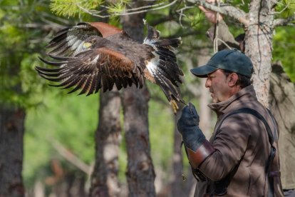Enrique Navarro, nuevo campeón de España de cetrería en la modalidad de vuelo bajo de halcones.