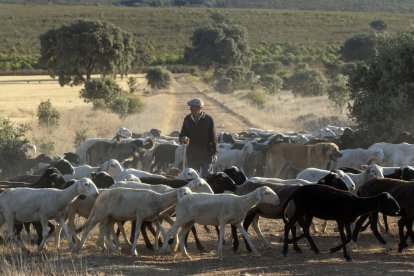 Traslado de 2000 ovejas desde Tábara a Fontanillas de Castro por falta de comida provocada por los incendios en la provincia de Zamora.- ICAL