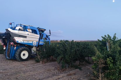 Inicio de la vendimia en Rueda.- DO RUEDA