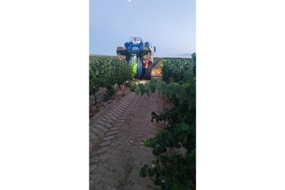 Inicio de la vendimia en Rueda.- DO RUEDA