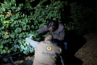 Inicio de la vendimia en Rueda.- DO RUEDA