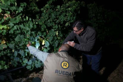 Inicio de la vendimia en Rueda.- DO RUEDA