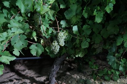 Inicio de la vendimia en Rueda.- DO RUEDA