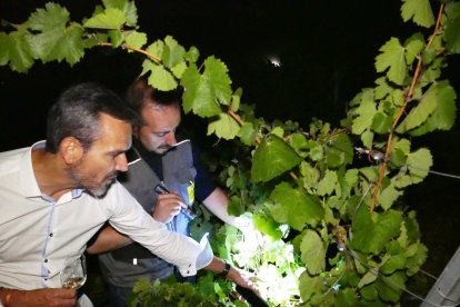 Inicio de la vendimia en Rueda.- DO RUEDA
