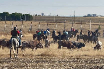 Primer encierro de Medina del Campo. E.M.