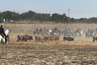 Primer encierro de Medina del Campo. E.M.