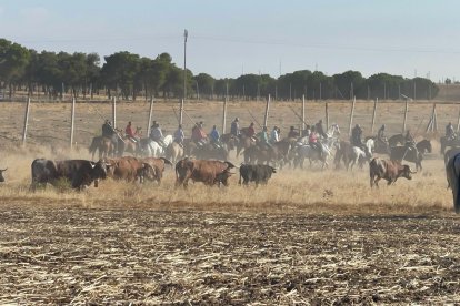 Primer encierro de Medina del Campo. E.M.