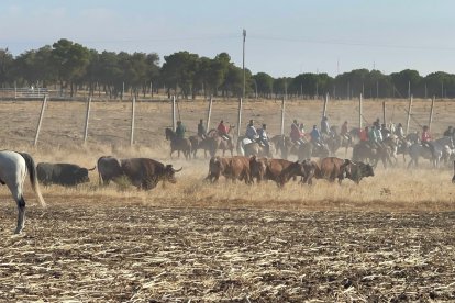 Primer encierro de Medina del Campo. E.M.