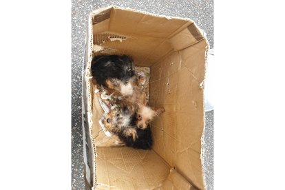 Yorkshire recogidos por la policía en casa de las dos hermanas. E. M.