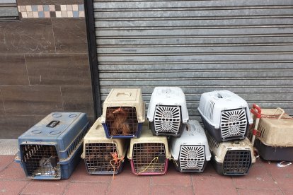 Yorkshire recogidos por la policía en casa de las dos hermanas. E. M.