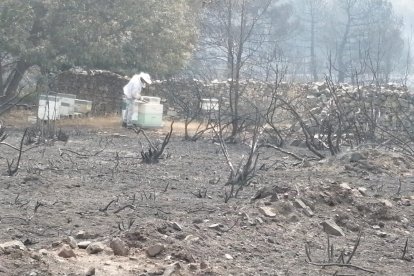 Las colmenas también se calcinaron y las abejas murieron asfixiadas.- E. M.