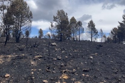 El fuego ha terminado con una de las fuentes de ingresos de algunos vecinos: la micología.- E. M.