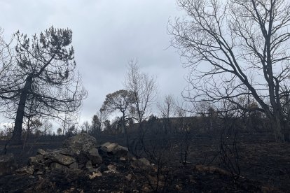 Numerosas especies vegetales sufrieron la voracidad del fuego.- E. M.