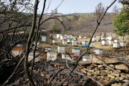 Las colmenas destrozadas por el incendio .- E. M.