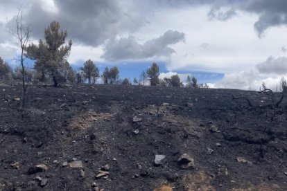 Los rastros del fuego cubren casi todo el paisaje de la Sierra de la Culebra.- E. M.