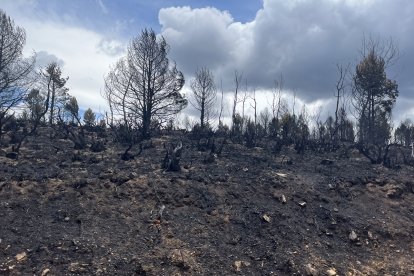 Más de 30.800 hectáreas de masa forestal se han quemado en el incendio de la Sierra de la Culebra, en Zamora.- E. M.