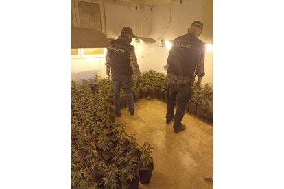 Registro domiciliario que ha acabado con doce detenidos por cultivo y tráfico de cannabis en Valladolid.- MINISTERIO HACIENDA