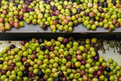 Almazara y olivos de Pago de Valdecuevas en Medina de Rioseco, Valladolid - ICAL
