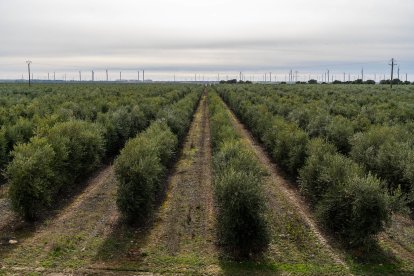 Almazara y olivos de Pago de Valdecuevas en Medina de Rioseco, Valladolid - ICAL