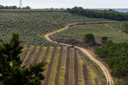 Almazara y olivos de Pago de Valdecuevas en Medina de Rioseco, Valladolid - ICAL