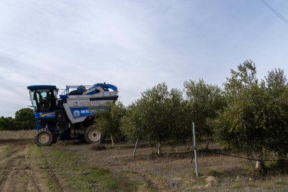 Almazara y olivos de Pago de Valdecuevas en Medina de Rioseco, Valladolid - ICAL