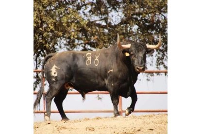 'Manjar', el Toro de la Vega de Tordesillas. E. M.