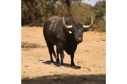 'Manjar', el Toro de la Vega de Tordesillas. E. M.