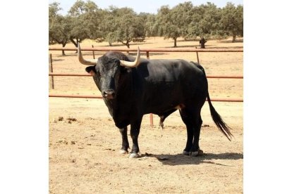 'Manjar', el Toro de la Vega de Tordesillas. E. M.