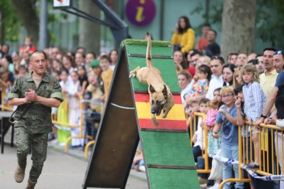 Celebración del Día de las Fuerzas Armadas en Valladolid.- MINISTERIO DE DEFENSA
