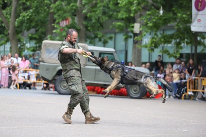 Celebración del Día de las Fuerzas Armadas en Valladolid.- MINISTERIO DE DEFENSA